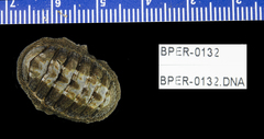 Chiton granosus