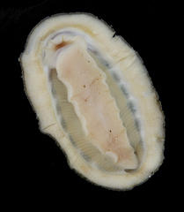 Chiton granosus