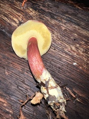 Xerocomellus atropurpureus