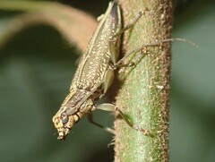 Temnosternus planiusculus