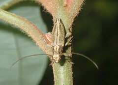 Temnosternus planiusculus
