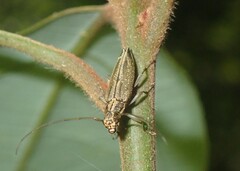 Temnosternus planiusculus