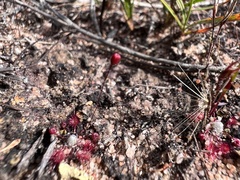 Drosera pygmaea