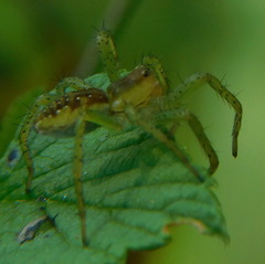 Dolomedes fimbriatus