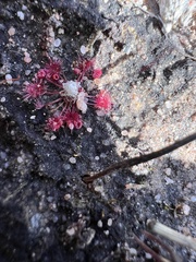Drosera pygmaea