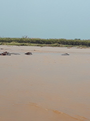 Hippopotamus amphibius