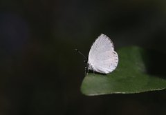 Neopithecops zalmora