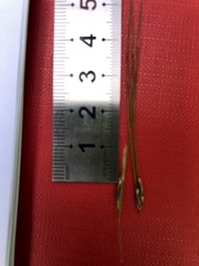 Austrostipa rudis