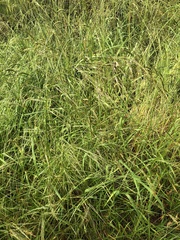 Austrostipa rudis