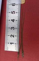 Austrostipa rudis