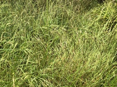 Austrostipa rudis