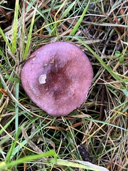 Russula versicolor
