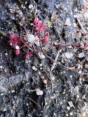 Drosera pygmaea