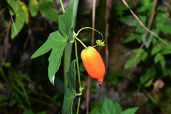 Solena amplexicaulis