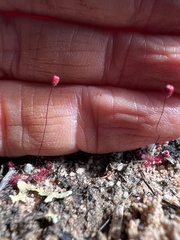 Drosera pygmaea