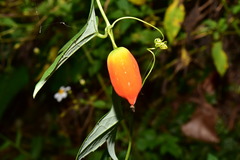 Solena amplexicaulis