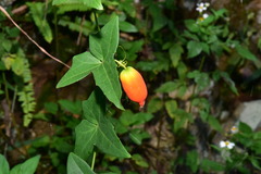 Solena amplexicaulis