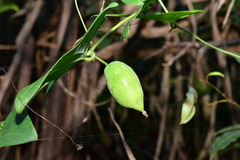 Solena amplexicaulis