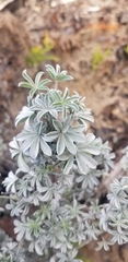 Lupinus albifrons