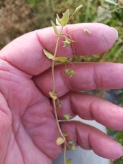 Stellaria media