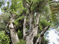 Metrosideros robusta