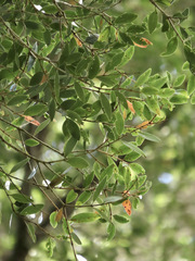 Metrosideros robusta