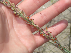 Panicum amarum