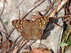 Junonia erigone