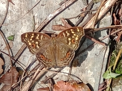 Junonia erigone