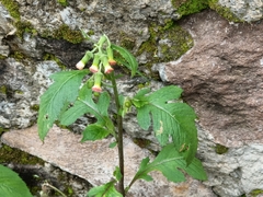 Crassocephalum crepidioides