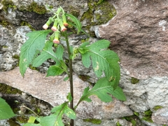 Crassocephalum crepidioides