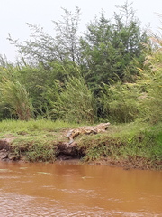 Crocodylus niloticus