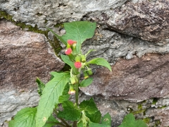 Crassocephalum crepidioides