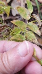 Puccinia myrsiphylli