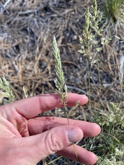 Poa