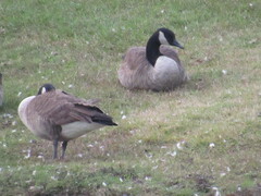 Branta canadensis