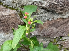Crassocephalum crepidioides