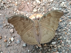 Dophla evelina