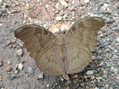 Dophla evelina