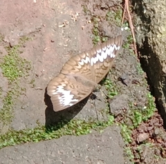 Tanaecia