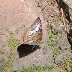 Tanaecia