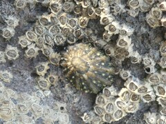 Cellana ornata