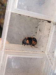 Nicrophorus nepalensis