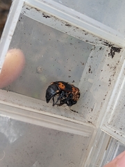 Nicrophorus nepalensis