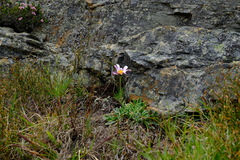 Dimorphotheca venusta