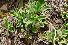 Dimorphotheca venusta