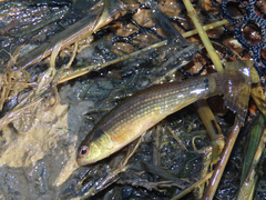Umbra pygmaea