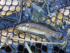 Umbra pygmaea