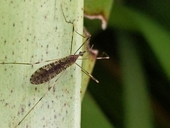 Chioneinae
