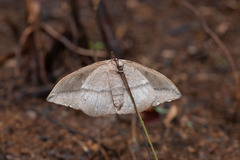 Lonomia diabolus
